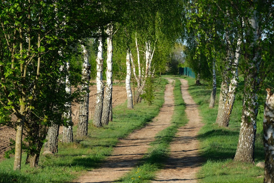 Quiet roadway scene showing the surrounding environment